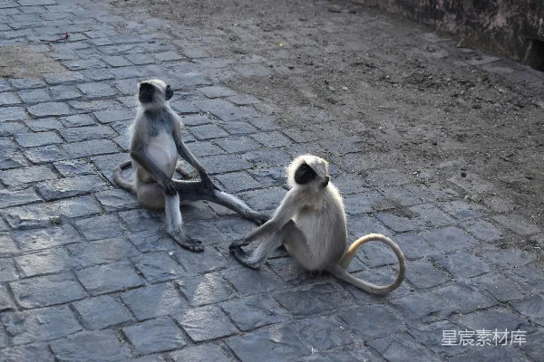 高清摄影 两只猴子坐在一条砖砌的小路上。