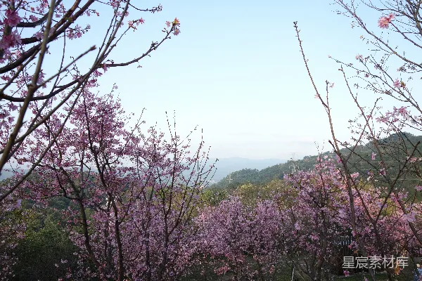 高清摄影 粉红色的花朵俯瞰着群山。