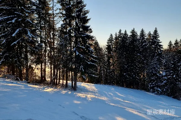 高清摄影 被雪覆盖的景观，高大的树木和阳光。