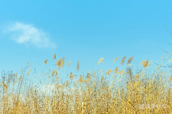 高清摄影 一片高高的草丛，背景是蓝天。