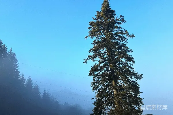 高清摄影 一棵孤独的树矗立在雾蒙蒙、雪茫茫的景观中。