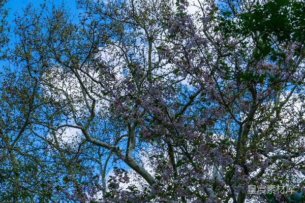 高清摄影 树木在湛蓝的天空下绽放。