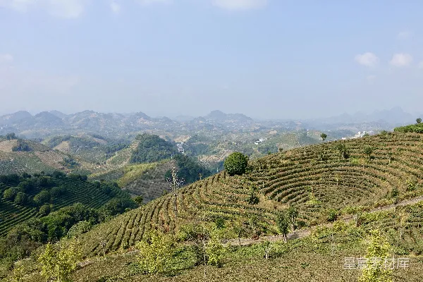 高清摄影 一片山间的茶园景色