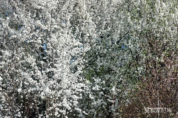 高清摄影 繁花盛开的树木矗立在一片明亮的蓝天之下。