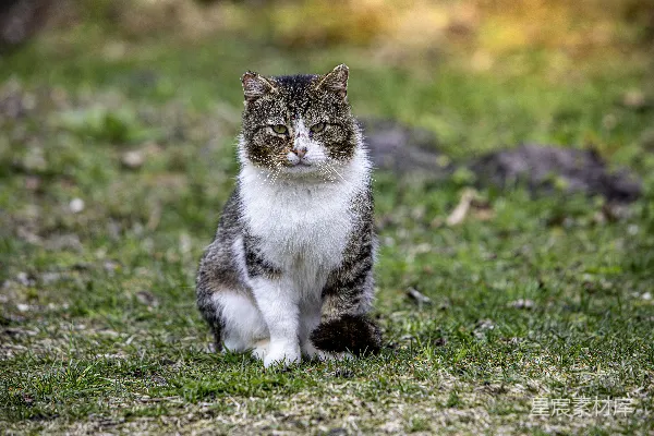 高清摄影 一只猫坐在草地上。