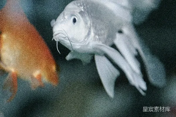 高清摄影 两条金鱼在水中游动。