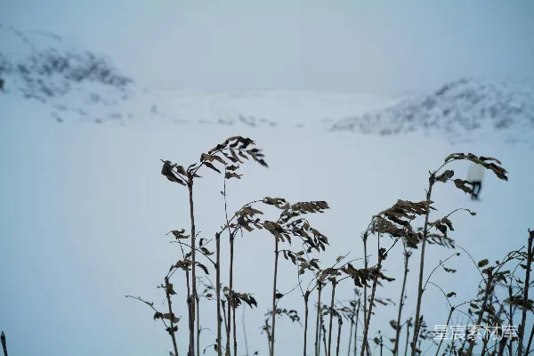 高清摄影 在雪景中的芦苇。