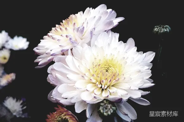 高清摄影 黑背景下的白色和粉色花朵