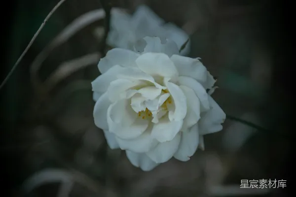 高清摄影 一朵白色的花配以黑色背景