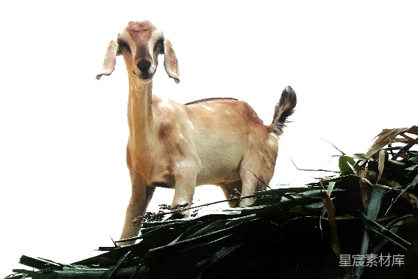 高清摄影 一只山羊站在树枝上