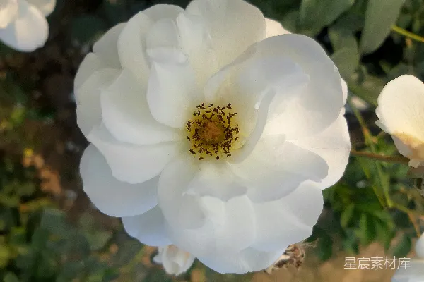 高清摄影 一朵白色的花朵特写，带有绿色的叶子。
