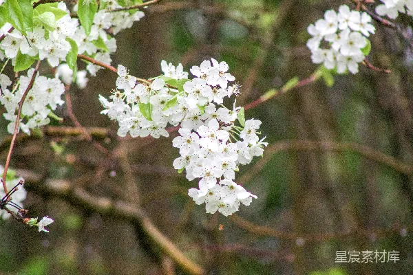 高清摄影 一簇白花在树枝上