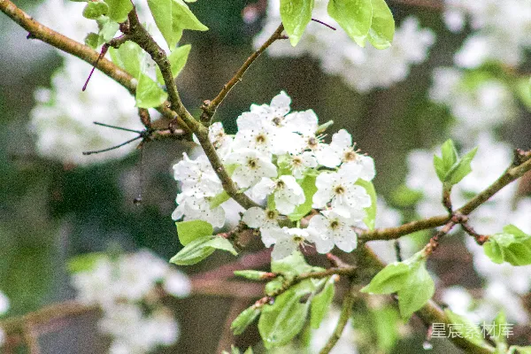 高清摄影 一枝开有白花的绿叶枝条