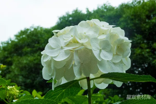 高清摄影 一张花的特写照片