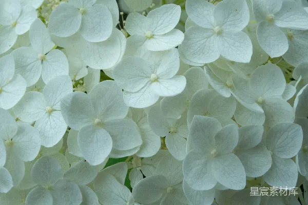 高清摄影 一簇白花