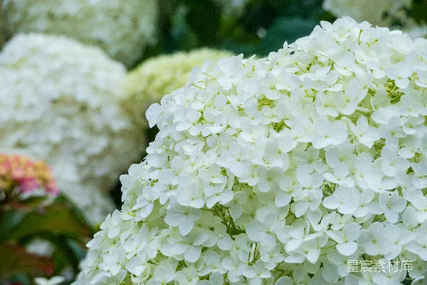 高清摄影 一朵朵白色的花的特写