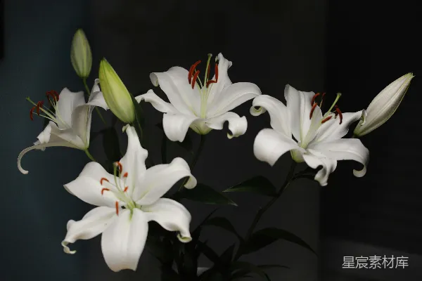 高清摄影 一簇白花