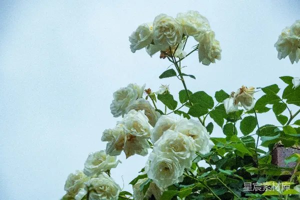 高清摄影 一张白花的特写照片