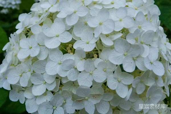 高清摄影 一簇白花