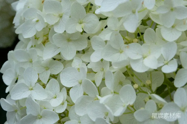 高清摄影 一组白花