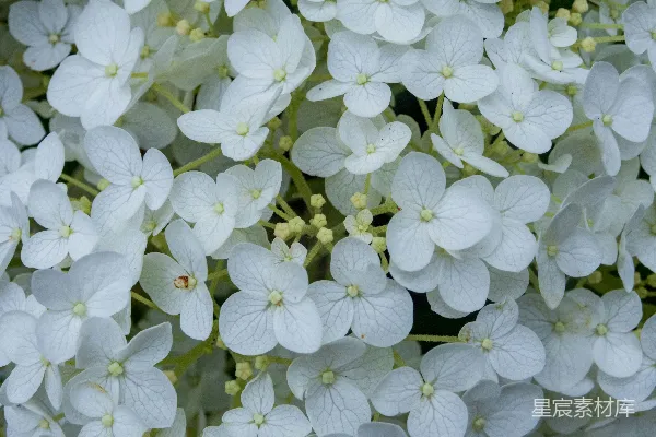 高清摄影 一簇白花