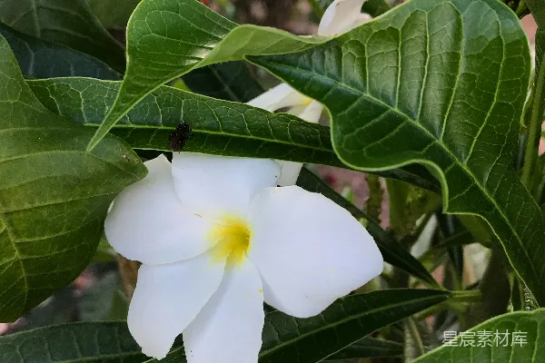 高清摄影 一朵白色带黄色中心的花，周围是绿叶。
