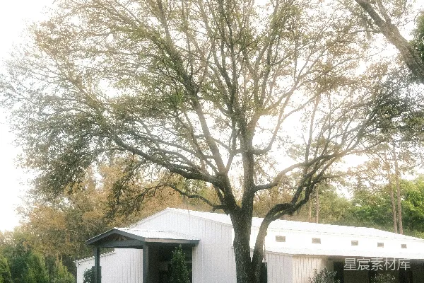 高清摄影 一棵大树在一座白色建筑前
