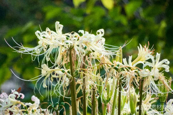 高清摄影 一张白花的特写照片