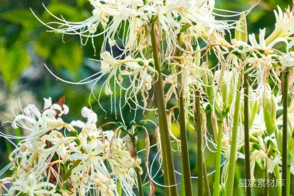 高清摄影 一张特写的花朵照片
