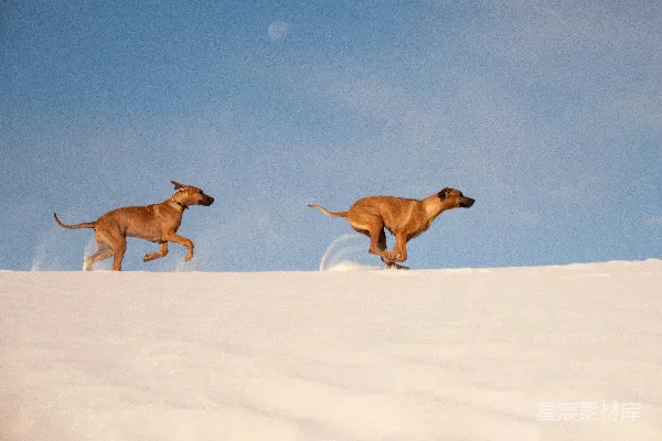 高清摄影 棕色短外套的中型狗在白天的白雪中