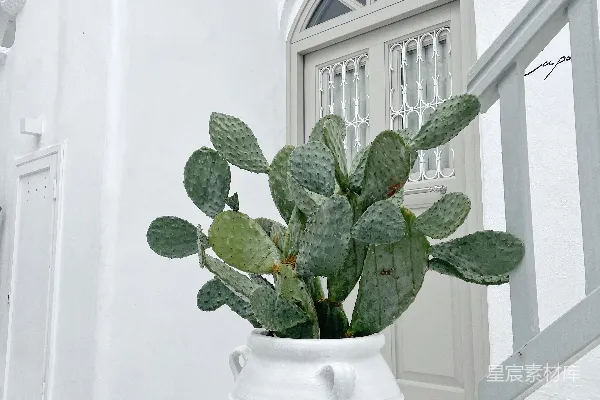 高清摄影 一个白色花瓶里有一株绿色植物。