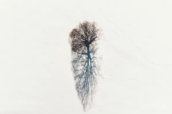 高清摄影 一棵孤独的树在雪地上投下了影子。