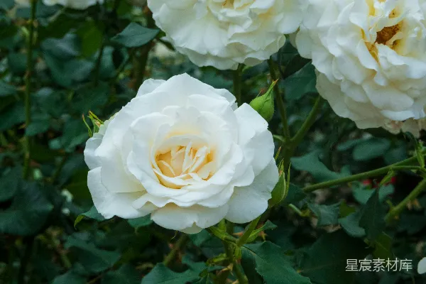 高清摄影 一簇白花