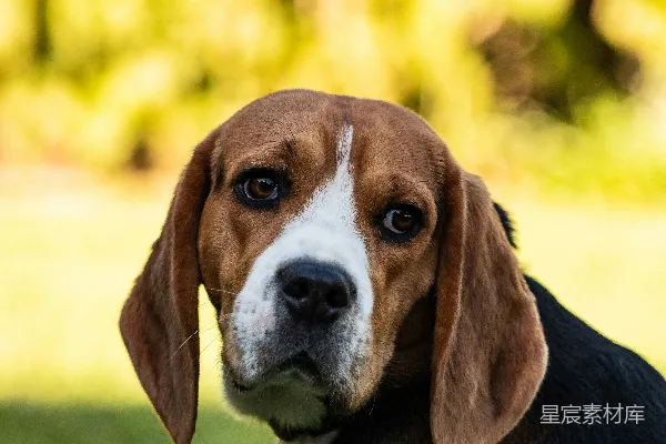 高清摄影 彩色三色比格犬的特写摄影