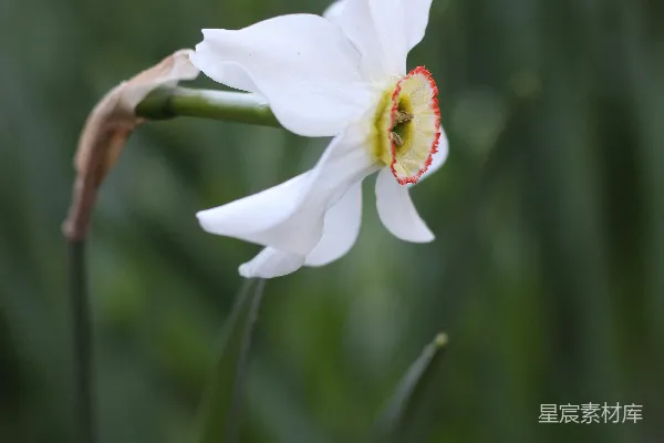 高清摄影 一朵白花与绿色背景