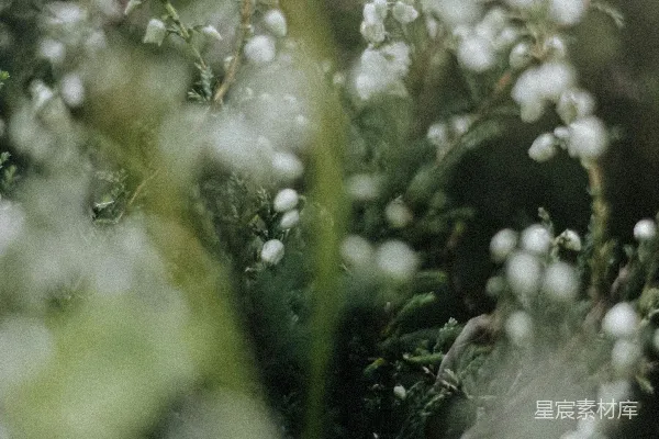 高清摄影 一簇长在草地上的花。