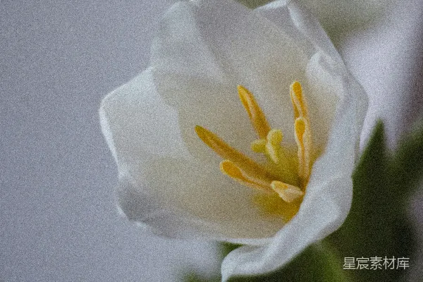 高清摄影 一朵白色花朵的特写，带有绿色叶子。