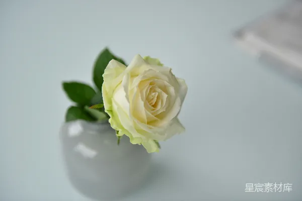 高清摄影 白色玫瑰花的特写照片