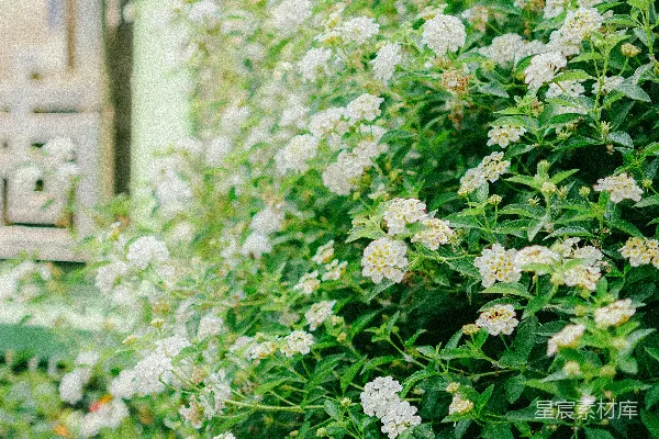 高清摄影 一丛开白花的灌木在建筑物旁边。
