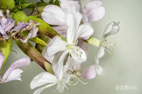 高清摄影 一束白色和紫色的花插在花瓶里