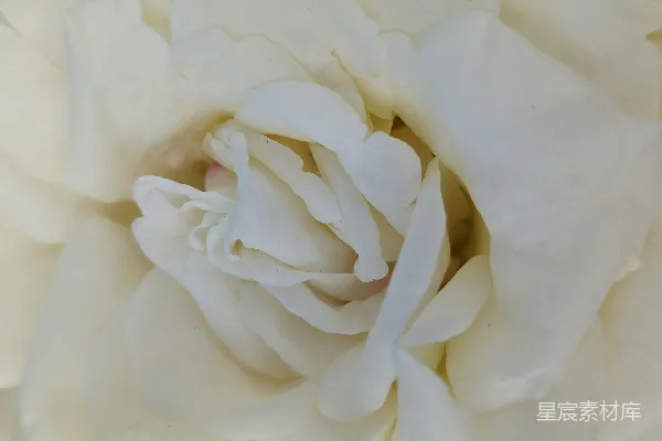 高清摄影 一朵正在盛开的白色花朵的特写。