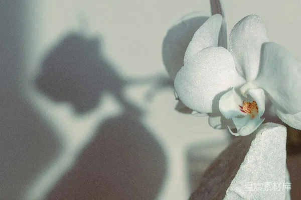 高清摄影 一朵白花在墙上投下了一道影子。