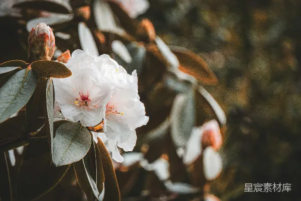 高清摄影 一棵树上一朵花的特写。