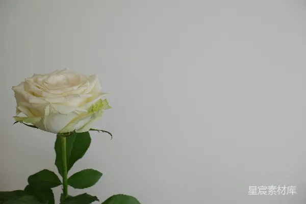 高清摄影 盛开的白玫瑰特写照片