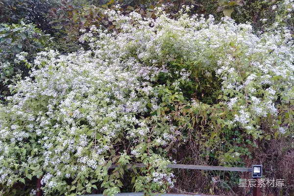 高清摄影 一个有几簇白花的篱笆