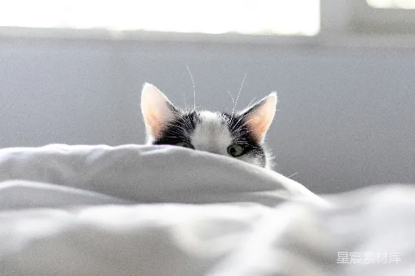 高清摄影 一只黑白相间的猫从毯子下面探出头来。