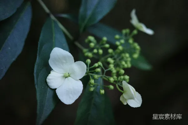 高清摄影 一张白色花朵的特写，带有绿色叶子。