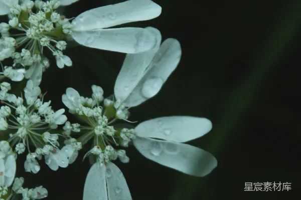 高清摄影 一簇带露珠的白花