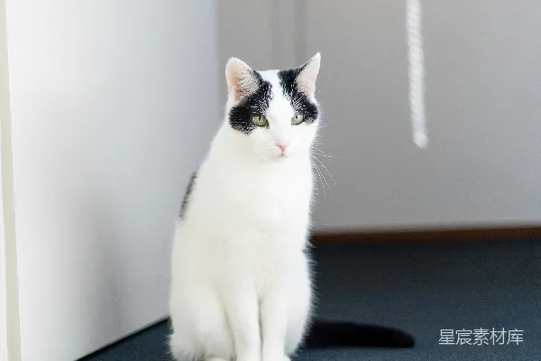 高清摄影 一只黑白相间的猫正坐在地板上。