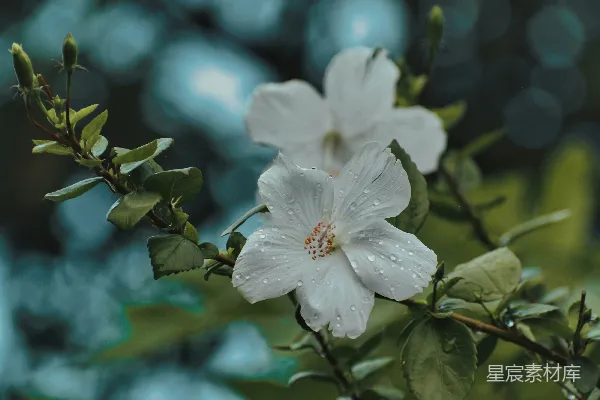 高清摄影 一朵花的特写
